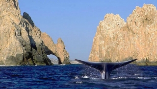 Espectaculo en los cabos